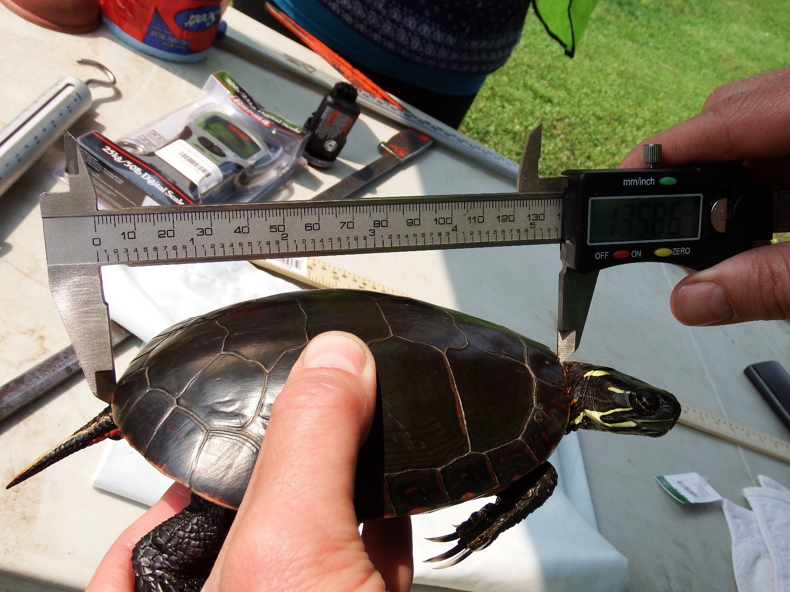 Day4 Turtle5 Aug7 14 (17)